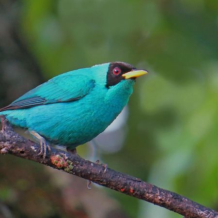 La Selva Biological Station Hotel Sarapiquí Kültér fotó