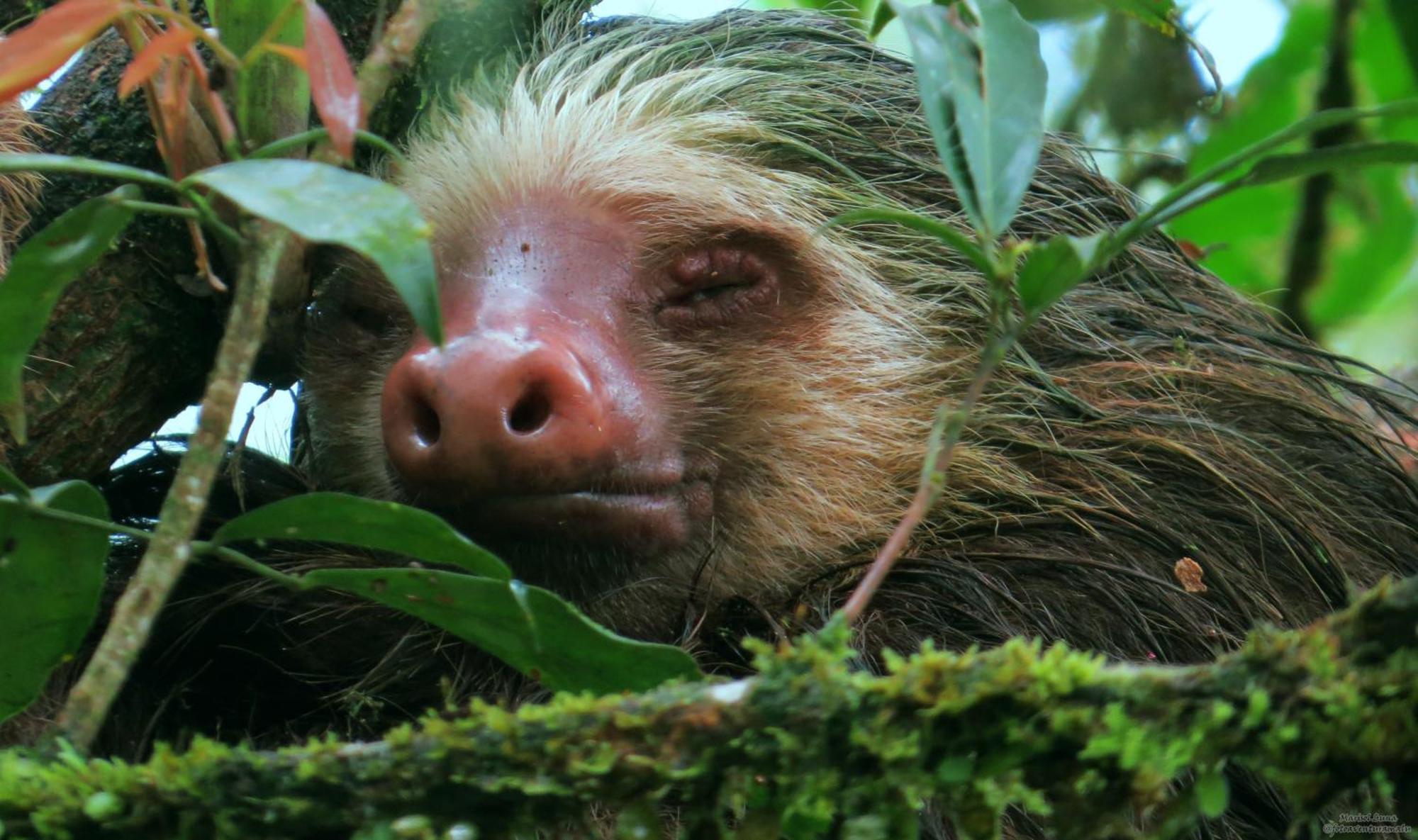 La Selva Biological Station Hotel Sarapiquí Kültér fotó